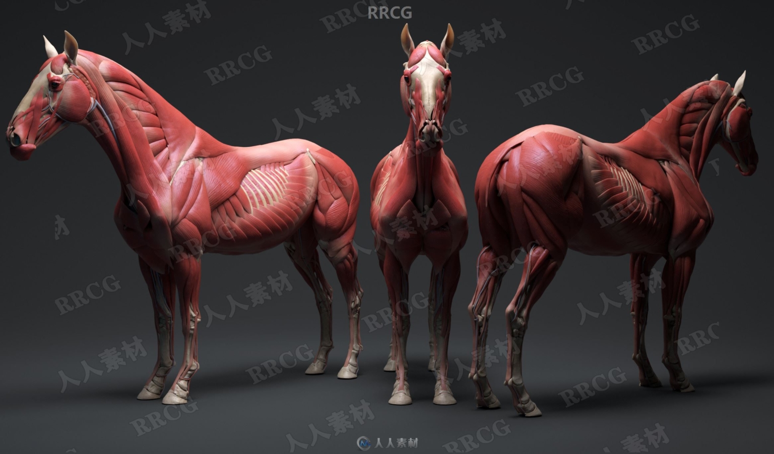 超精细马匹骏马骨骼与肌肉结构解剖学雕刻3D模型-CG素材岛